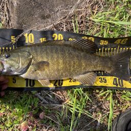 スモールマウスバス