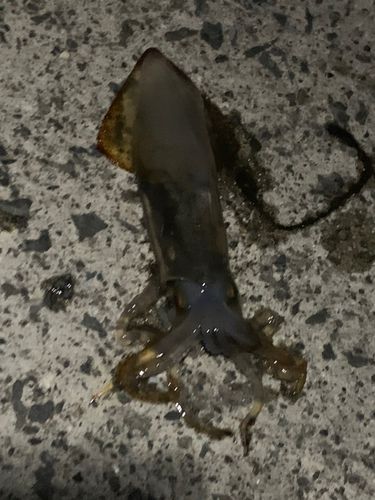 ヤリイカの釣果