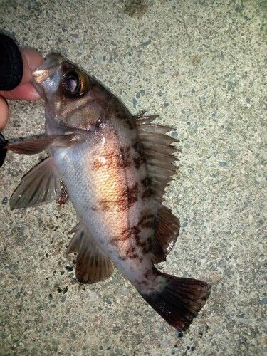 メバルの釣果