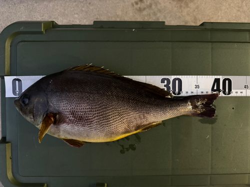 イサキの釣果
