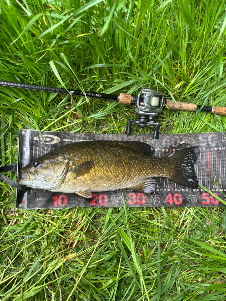 DAIWA ブラックレーベル SG 2019年モデルの最安値・インプレ