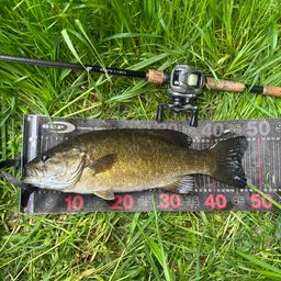 スモールマウスバス