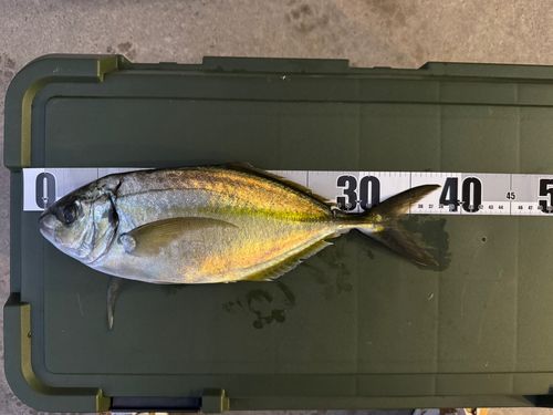 シマアジの釣果
