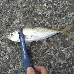アジ