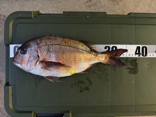 マダイの釣果