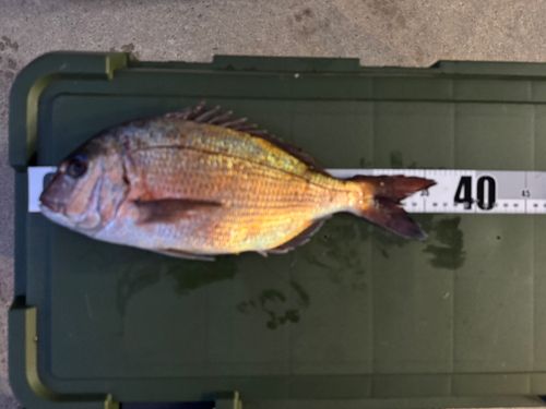 マダイの釣果