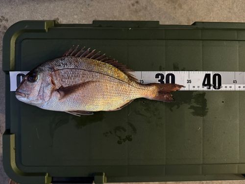 マダイの釣果