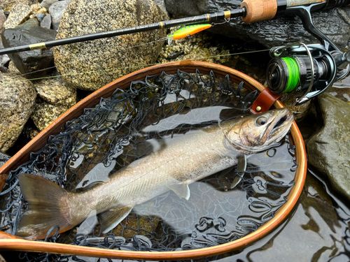 イワナの釣果
