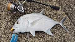 ロウニンアジの釣果