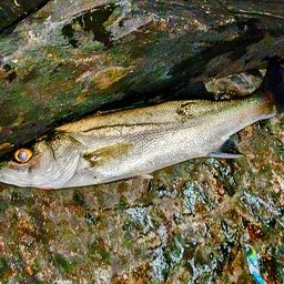 セッパ（マルスズキ）