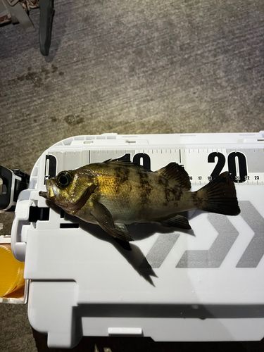 メバルの釣果