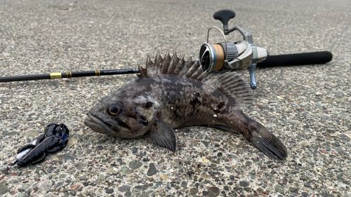 クロソイの釣果