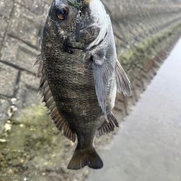 チヌ