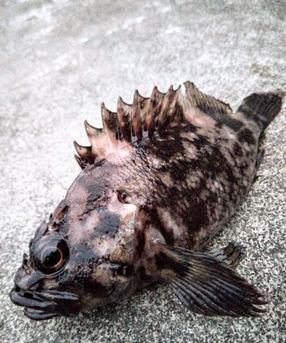 クロソイの釣果