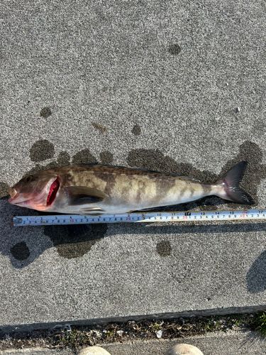 ホッケの釣果