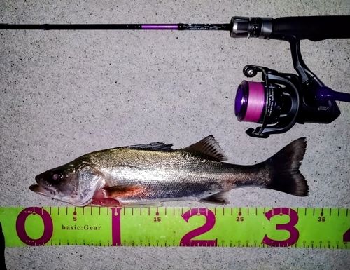 フッコ（マルスズキ）の釣果