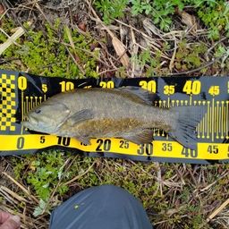 スモールマウスバス