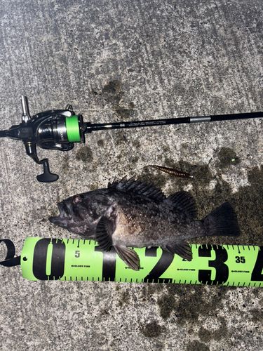 クロソイの釣果
