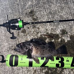 クロソイ