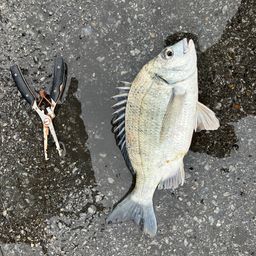 チヌ