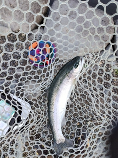 ニジマスの釣果
