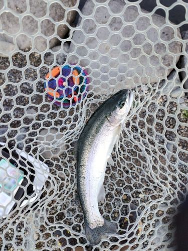 ニジマスの釣果