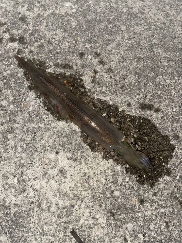 ヤリイカの釣果