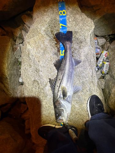 シーバスの釣果