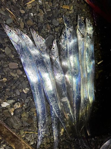 タチウオの釣果
