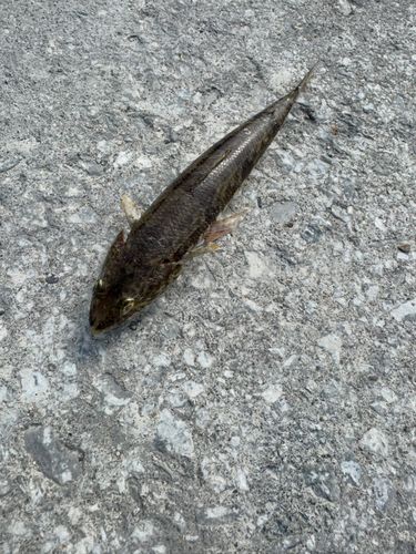 エソの釣果