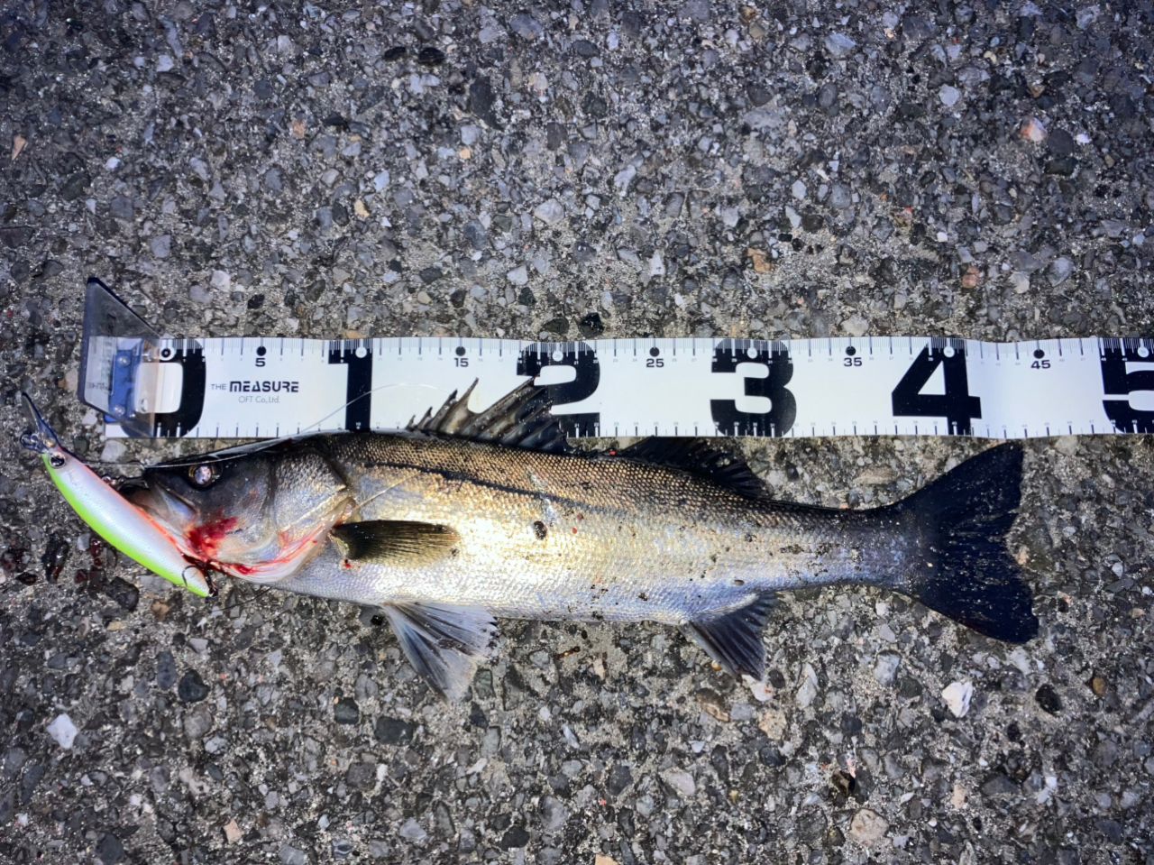 フッコ（マルスズキ）