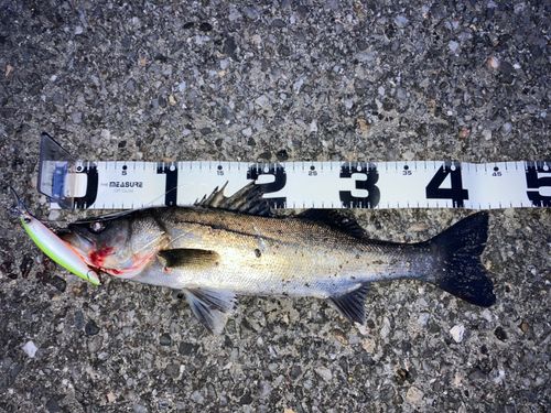 フッコ（マルスズキ）の釣果