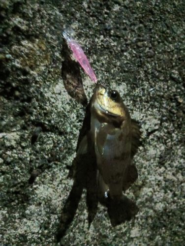 シロメバルの釣果