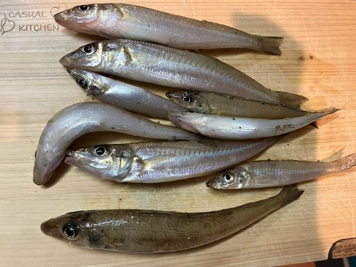 キスの釣果