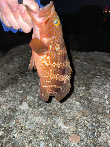 キジハタの釣果