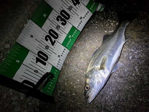 セイゴ（マルスズキ）の釣果