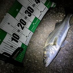 セイゴ（マルスズキ）