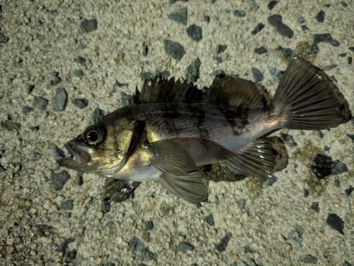 メバルの釣果