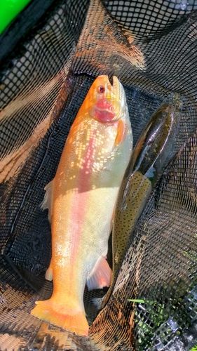 アルビノニジマスの釣果