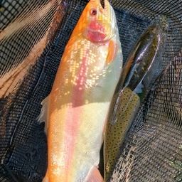 アルビノニジマス