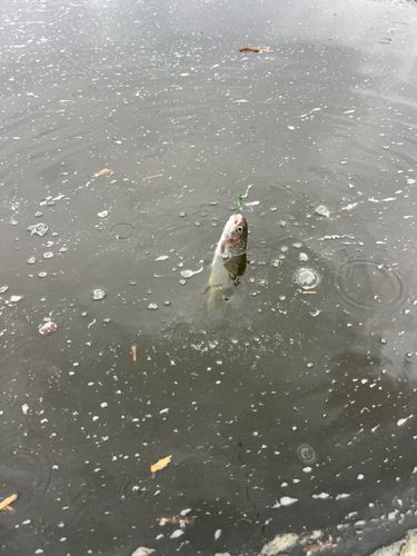 ニジマスの釣果