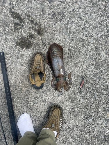 アオリイカの釣果