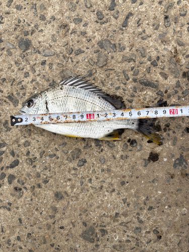 キビレの釣果