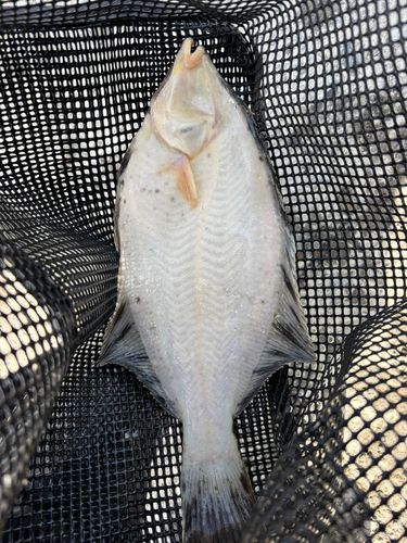 クロガシラガレイの釣果