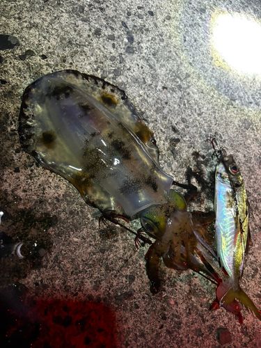 モイカの釣果