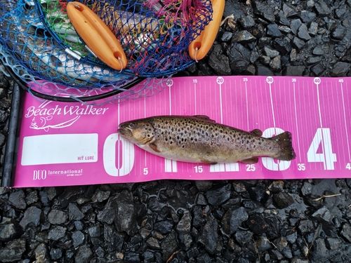 ブルックトラウトの釣果
