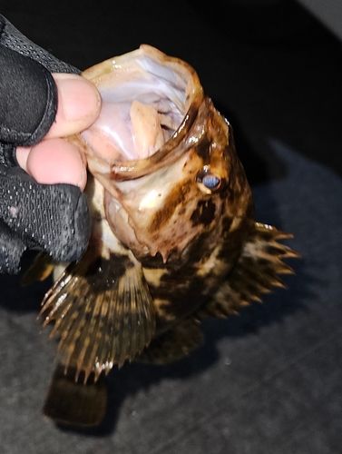 タケノコメバルの釣果