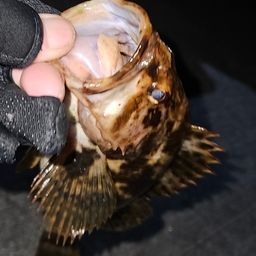 タケノコメバル