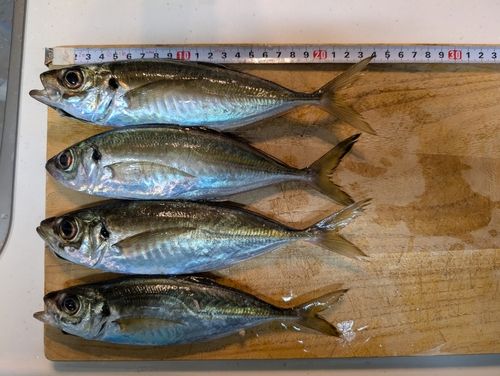 アジの釣果