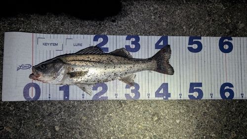 シーバスの釣果